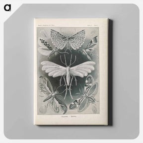 アートパネル-Moths illustration from Kunstformen der Natur - エルンスト ヘッケル Canvas.