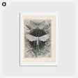 アートポストカード-Moths illustration from Kunstformen der Natur - エルンスト ヘッケル Postcard.