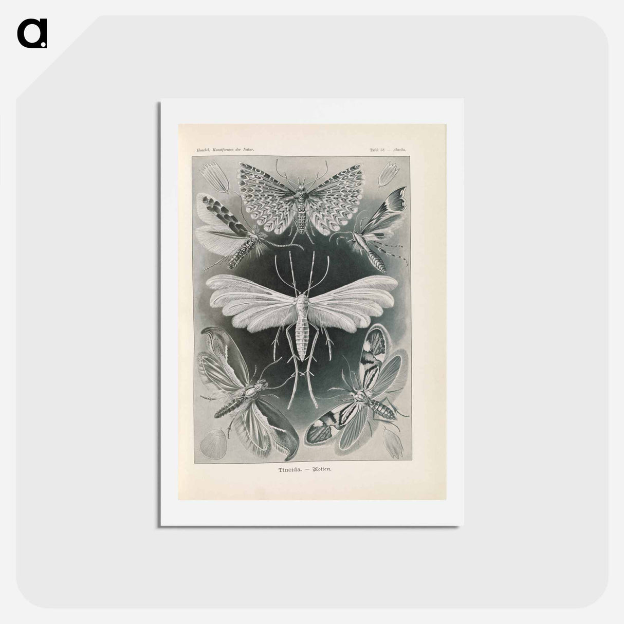 アートポストカード-Moths illustration from Kunstformen der Natur - エルンスト ヘッケル Postcard.