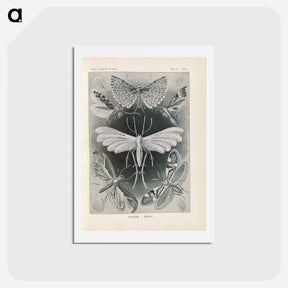 アートポストカード-Moths illustration from Kunstformen der Natur - エルンスト ヘッケル Postcard.