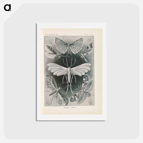 アートポストカード-Moths illustration from Kunstformen der Natur - エルンスト ヘッケル Postcard.