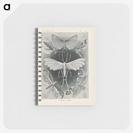 2-64_Ernst-Haeckel_memo