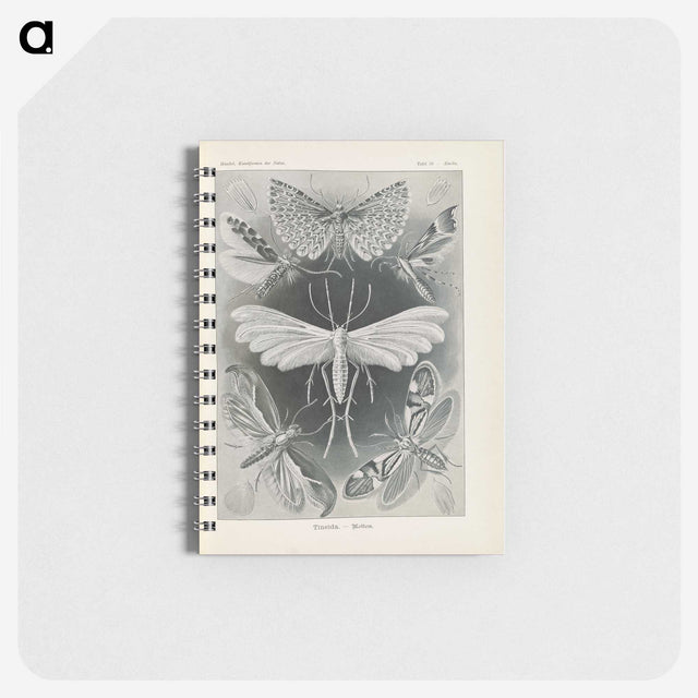 2-64_Ernst-Haeckel_memo