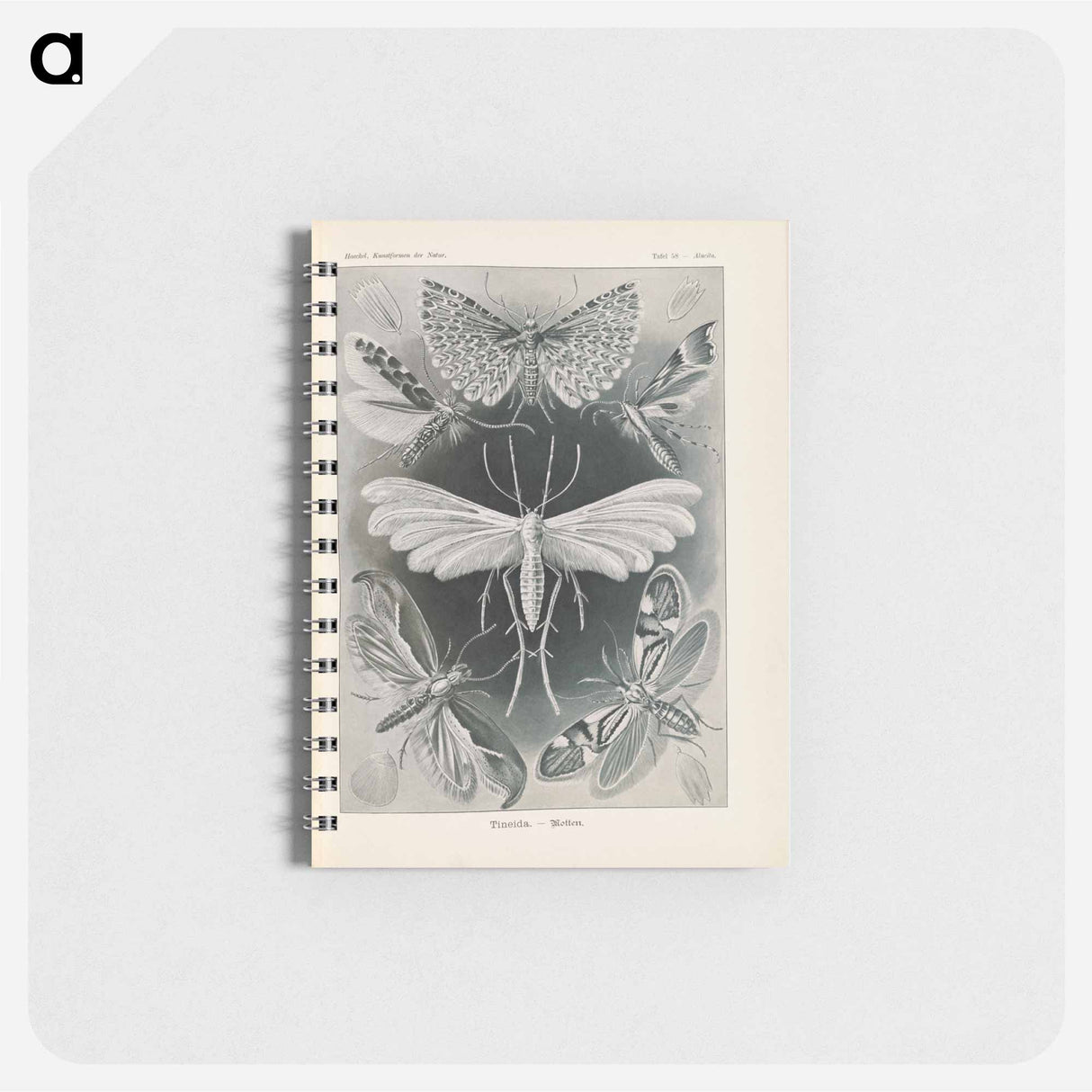 アートメモ帳-Moths illustration from Kunstformen der Natur - エルンスト ヘッケル Memo.