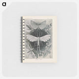 アートメモ帳-Moths illustration from Kunstformen der Natur - エルンスト ヘッケル Memo.