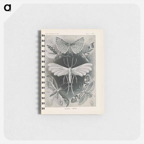 アートメモ帳-Moths illustration from Kunstformen der Natur - エルンスト ヘッケル Memo.