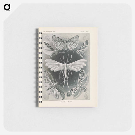 アートメモ帳-Moths illustration from Kunstformen der Natur - エルンスト ヘッケル Memo.