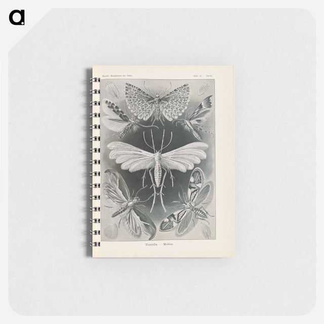 アートメモ帳-Moths illustration from Kunstformen der Natur - エルンスト ヘッケル Memo.