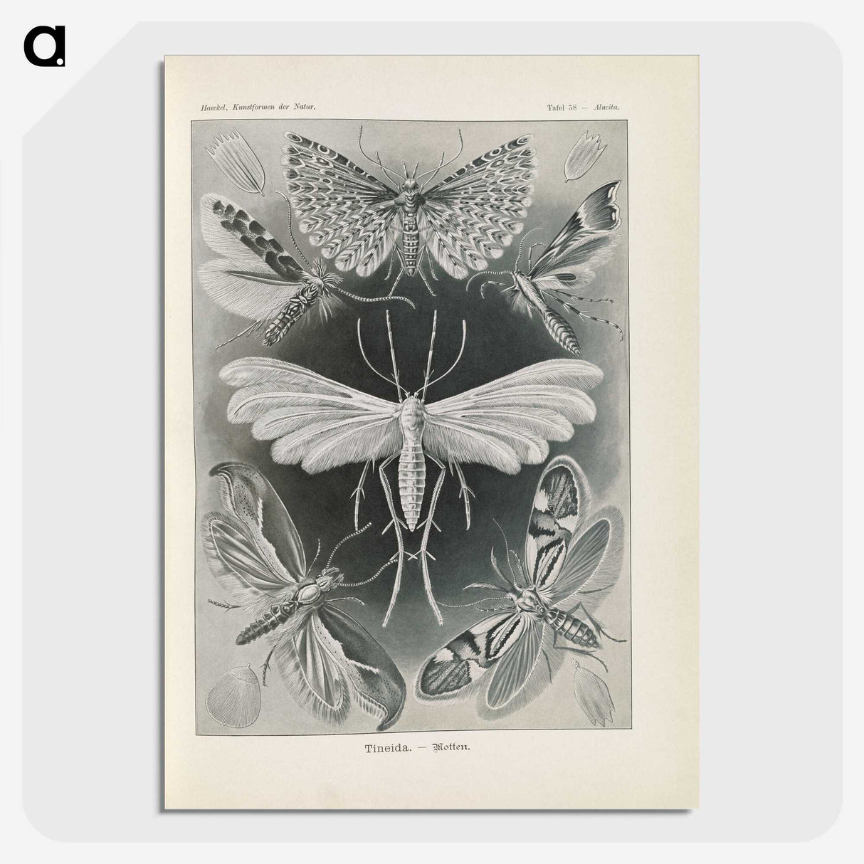 2-64_Ernst-Haeckel_picture-crop