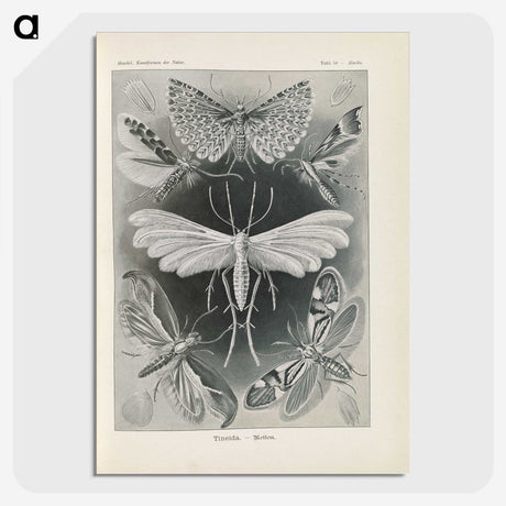 2-64_Ernst-Haeckel_picture-crop