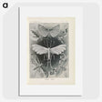 2-64_Ernst-Haeckel_picture