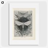 2-64_Ernst-Haeckel_picture