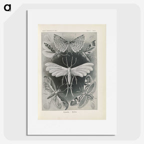 2-64_Ernst-Haeckel_picture