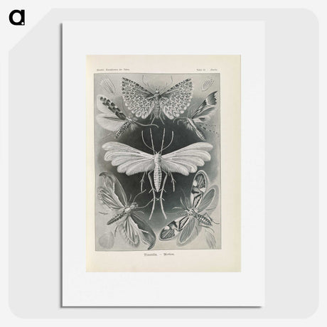 2-64_Ernst-Haeckel_picture