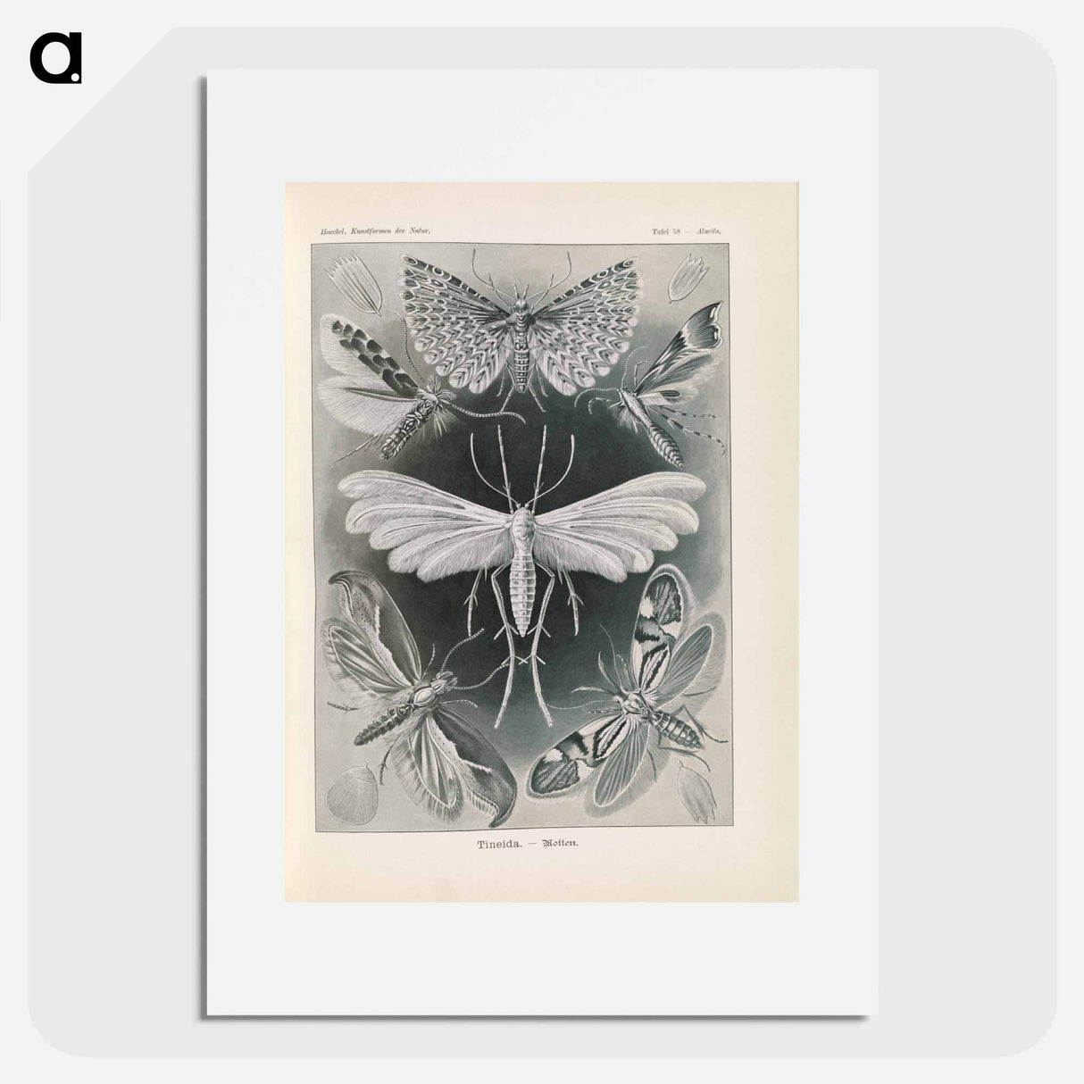 Moths illustration from Kunstformen der Natur - エルンスト ヘッケル Poster.