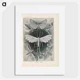 Moths illustration from Kunstformen der Natur - エルンスト ヘッケル Poster.