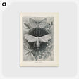 2-64_Ernst-Haeckel_postcard