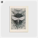 アートポストカード-Moths illustration from Kunstformen der Natur - エルンスト ヘッケル Postcard.