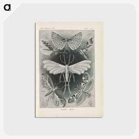 2-64_Ernst-Haeckel_postcard