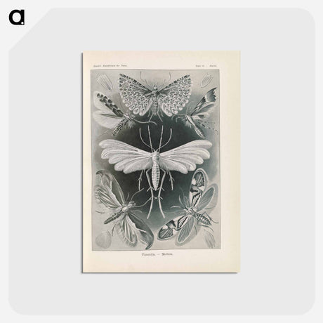 アートポストカード-Moths illustration from Kunstformen der Natur - エルンスト ヘッケル Postcard.