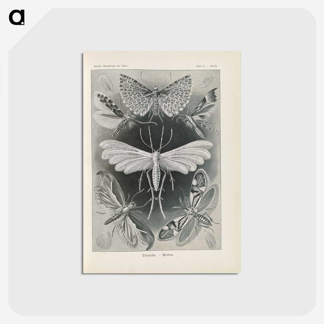 2-64_Ernst-Haeckel_postcard