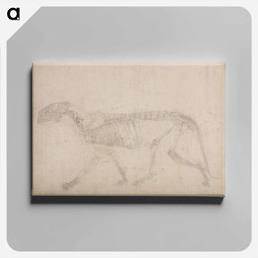 アートパネル-Tiger Skeleton, Lateral View
 - ジョージ スタッブス Canvas.