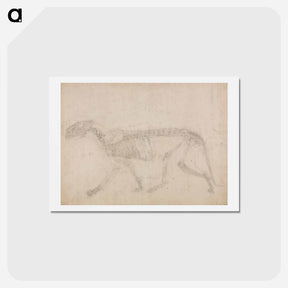 アートポストカード-Tiger Skeleton, Lateral View
 - ジョージ スタッブス Postcard.