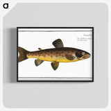 2-64_Ichtyologie-ou-Histoire-naturelle_blk-crop