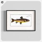 2-64_Ichtyologie-ou-Histoire-naturelle_blk