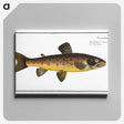 2-64_Ichtyologie-ou-Histoire-naturelle_canvas