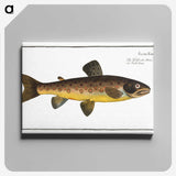 2-64_Ichtyologie-ou-Histoire-naturelle_canvas