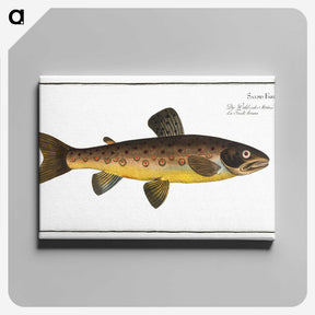 2-64_Ichtyologie-ou-Histoire-naturelle_canvas