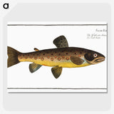 2-64_Ichtyologie-ou-Histoire-naturelle_picture-crop