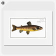 2-64_Ichtyologie-ou-Histoire-naturelle_picture