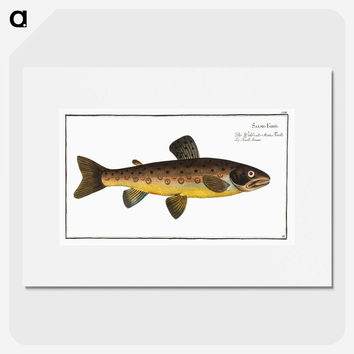 2-64_Ichtyologie-ou-Histoire-naturelle_picture