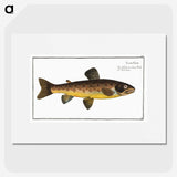 2-64_Ichtyologie-ou-Histoire-naturelle_picture