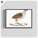 2-64_Indian-Zoology_blk-crop