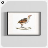 2-64_Indian-Zoology_blk