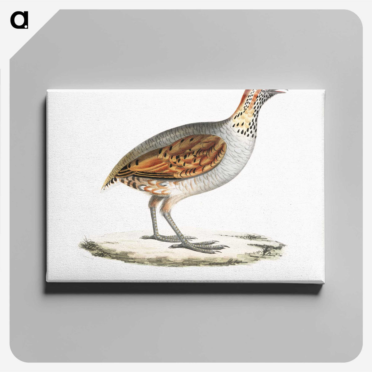 2-64_Indian-Zoology_canvas