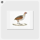 2-64_Indian-Zoology_hagaki