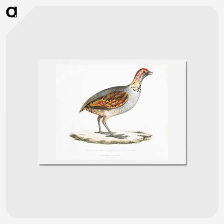2-64_Indian-Zoology_hagaki
