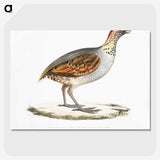 2-64_Indian-Zoology_picture-crop