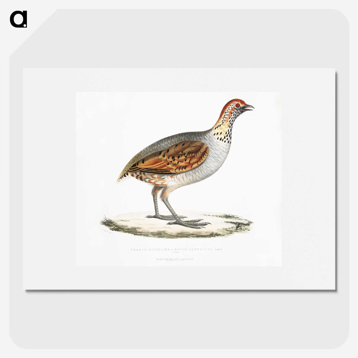 2-64_Indian-Zoology_picture