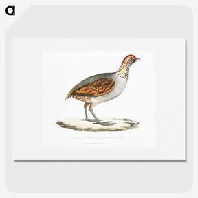 2-64_Indian-Zoology_picture