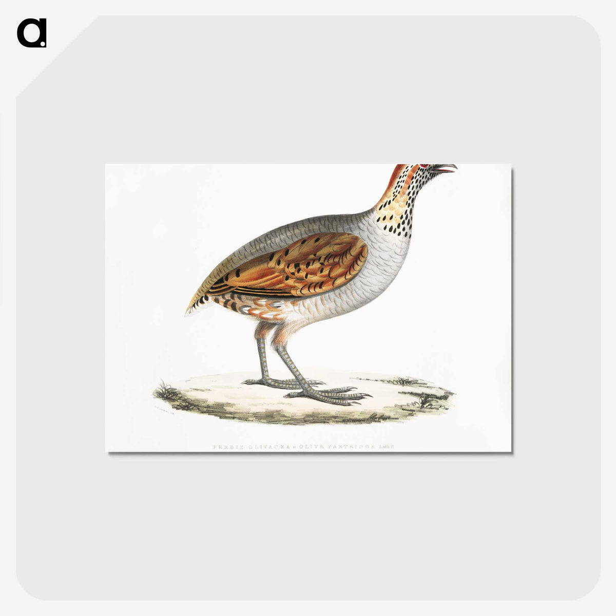 2-64_Indian-Zoology_postcard