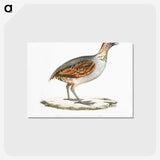 2-64_Indian-Zoology_postcard