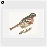 2-64_Johan-Teyler_picture