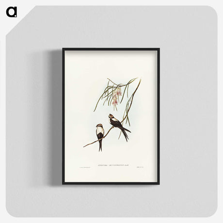 2-64_John-Gould_blk-crop