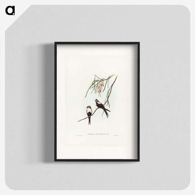 2-64_John-Gould_blk