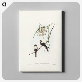 2-64_John-Gould_canvas